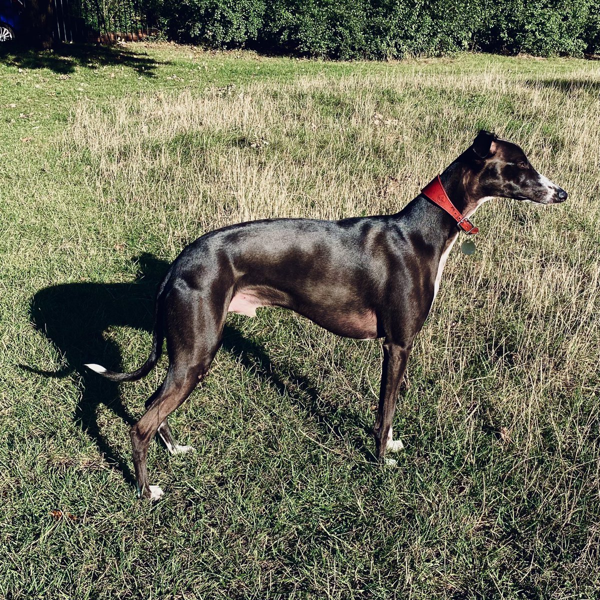 Dr Adam Rutherford tweet media