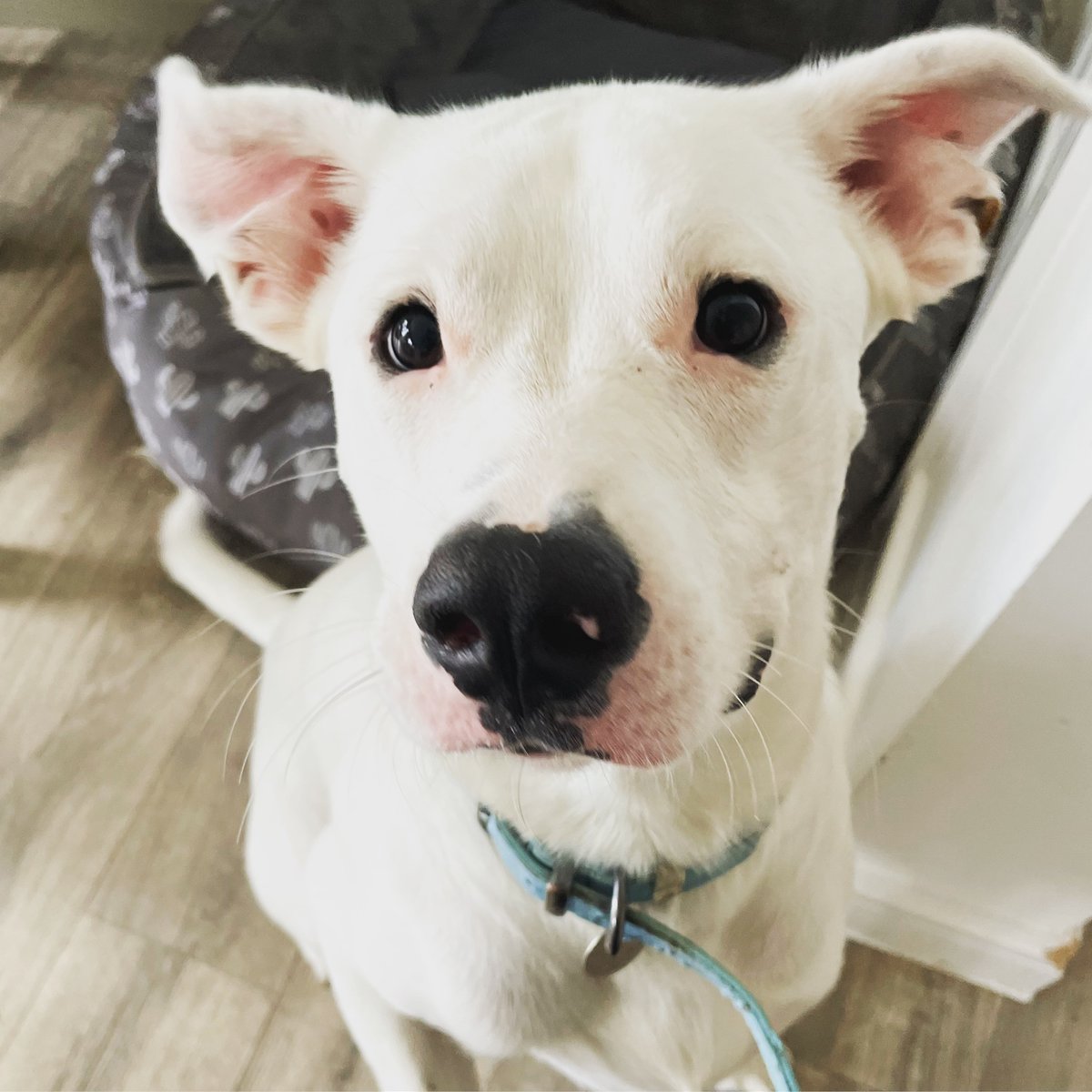 WoofPlay's tweet photo. All ears 🚨 #alert #exciteddog #walkies #woofplay #woofplaywirral #wirraldogs #dogswirral #wirraldogwalks #dogwalkerwirral #wirraldogwalker #wirraldogservices #homevisit #homevisits #homevisiting #wirraldogsitter #wirralpetsitter https://t.co/lXrEgRHF14