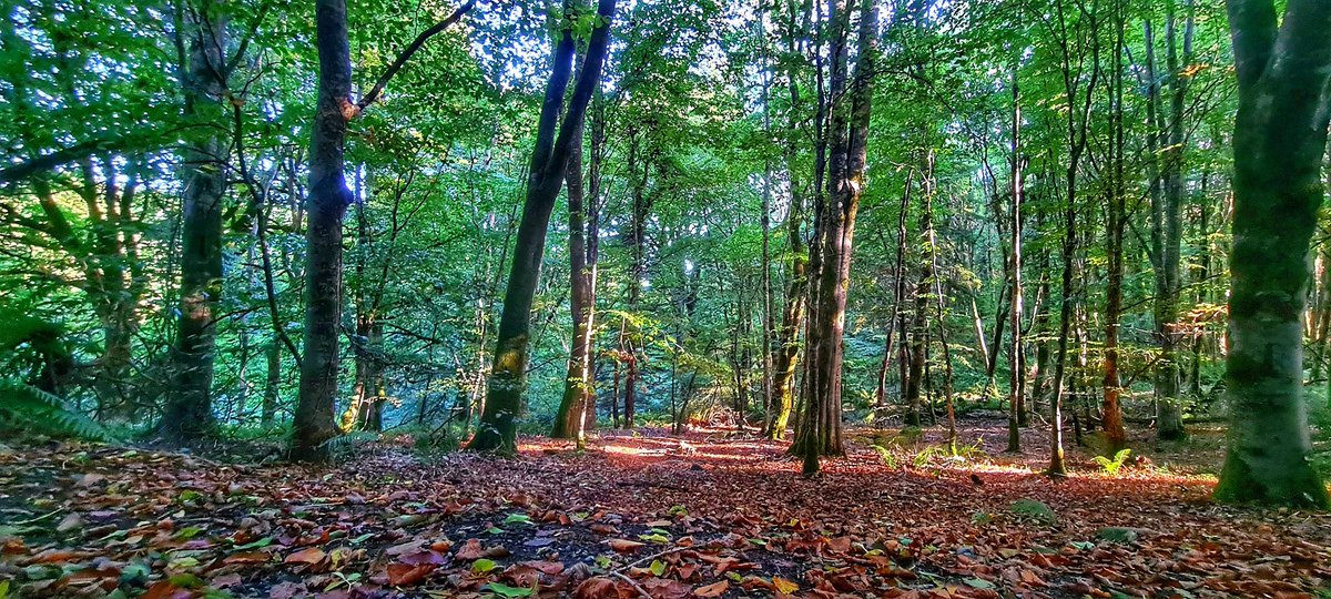 JamesCarlislef1's tweet photo. Autumnal walk through the park #DunaRi @bbcniweather @angie_weather @WeatherCee @barrabest @linzilima @cherylwoods33 @TanyaDa00922232 @cabracastle @ThisIsCavan https://t.co/29Ofy9yXvS