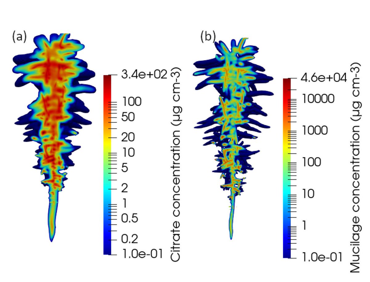 insilicoplants's tweet photo. NEW
Simulating #rhizodeposition patterns around growing and exuding #root systems

#FSPM @fz_juelich

#OpenAccess 👉🏾 https://t.co/jwtsOAQ1ma https://t.co/U8oqfHXPFF