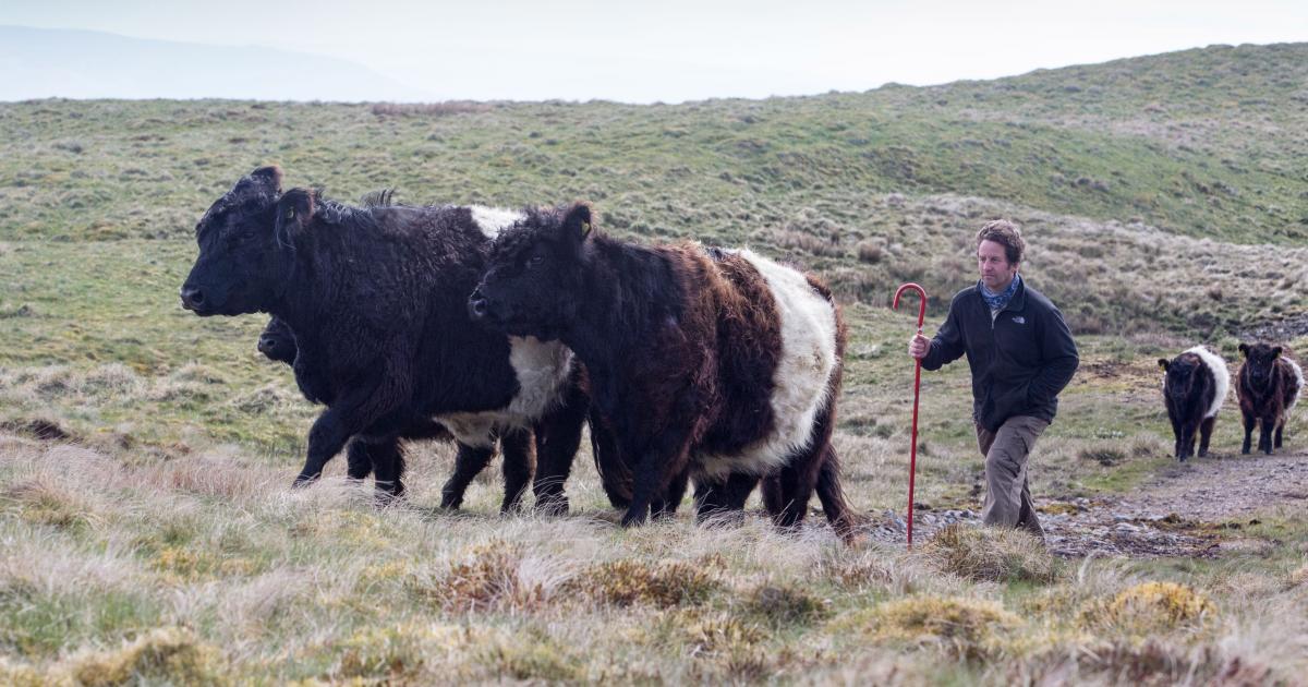 agricology's tweet photo. "We are #farming much more in balance with the natural #environment;...the grazing &amp; trampling action of the #cattle helps preserve the diverse range of flora, reducing the long grasses &amp; opening up (the) #soil allowing species to re-seed" https://t.co/gZEkK10a4z @hilltopfarmgirl https://t.co/R1N7CQANJB