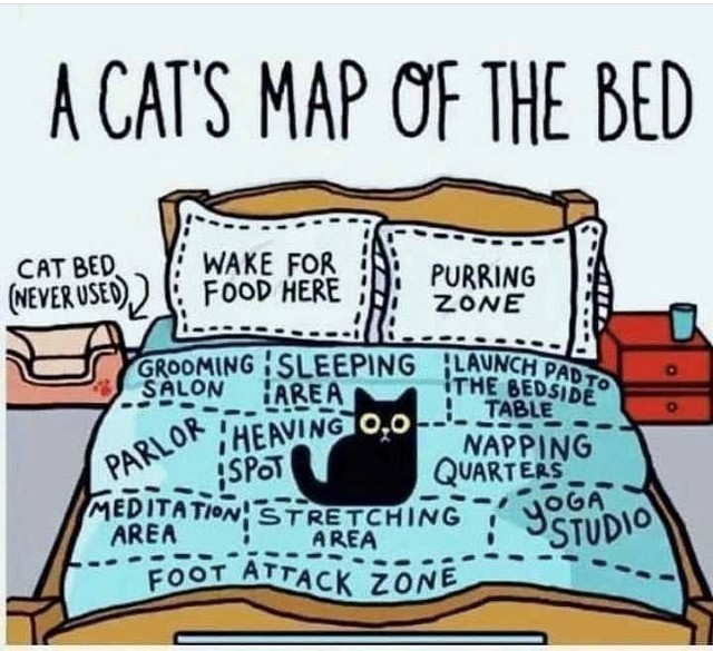 CP_PetInsurance's tweet image. Can any cat parent relate? 🙋 🙋‍♂️