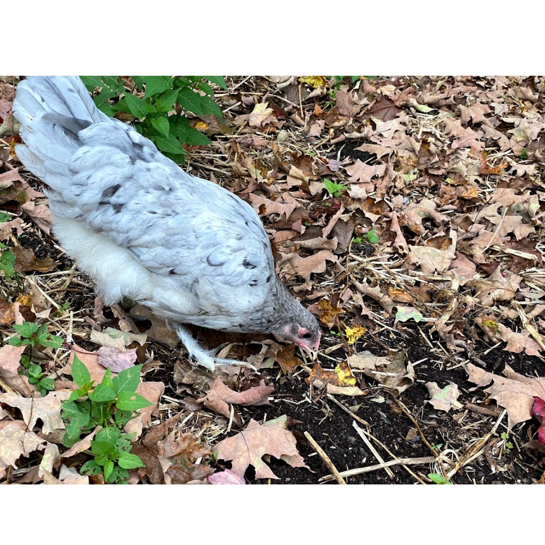 It's fall and the leaves are falling!  Should you add them to your run for your flock?  Find out by clicking the link below.  
bit.ly/2Wr53kq

#fallleaves #fall #mypetchickenofficial #mypetchicken #bluesplashmarans #autumn #bughunting #pullet