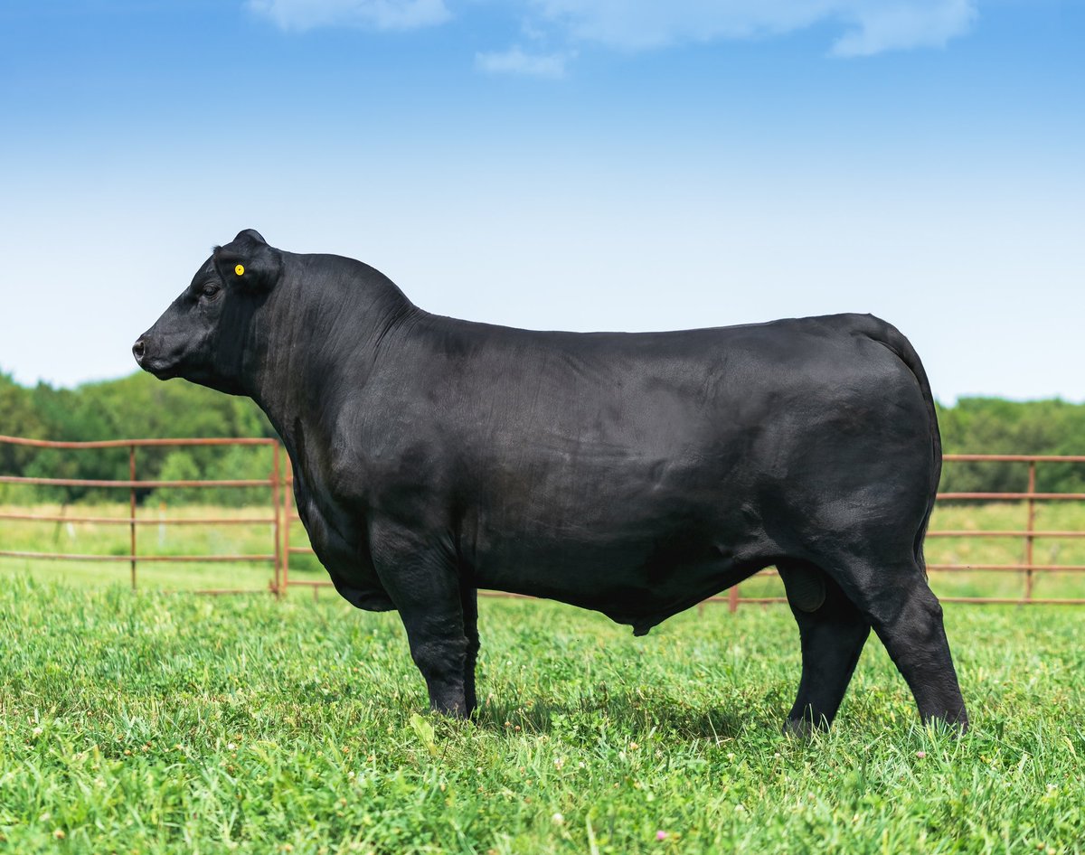 “𝐂𝗼𝐬𝐭 𝐎𝐟 𝐆𝐚𝐢𝐧 𝐌𝐚𝐭𝐭𝐞𝐫𝐬“

𝐁𝐲𝐞𝐫𝐠𝗼 𝐋𝗼𝐜𝐤𝐰𝗼𝗼𝐝 0096
𝐋𝗼𝐭# 13
𝐎𝐜𝐭𝗼𝐛𝐞𝐫 9𝐭𝐡 𝐚𝐭 𝐁𝐲𝐞𝐫𝐠𝗼 𝐀𝐧𝐠𝐮𝐬
𝐑𝐞𝐠𝐢𝐬𝐭𝐫𝐚𝐭𝐢𝗼𝐧# 19881293

✅$0.50 lb cost of gain
✅4.5/1 lb conversion. 31% above industry average 
#angus
