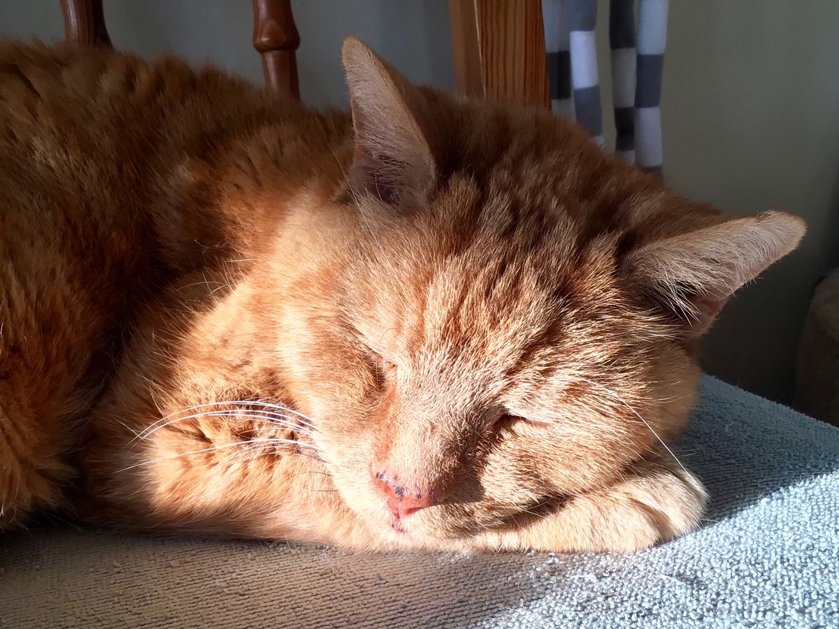 skylark22BHC1's tweet photo. This picture popped up suddenly just now, taken April Fool’s Day 2019.  So very Barley!  #RIPBarley #mygingercat https://t.co/VH73UANC93