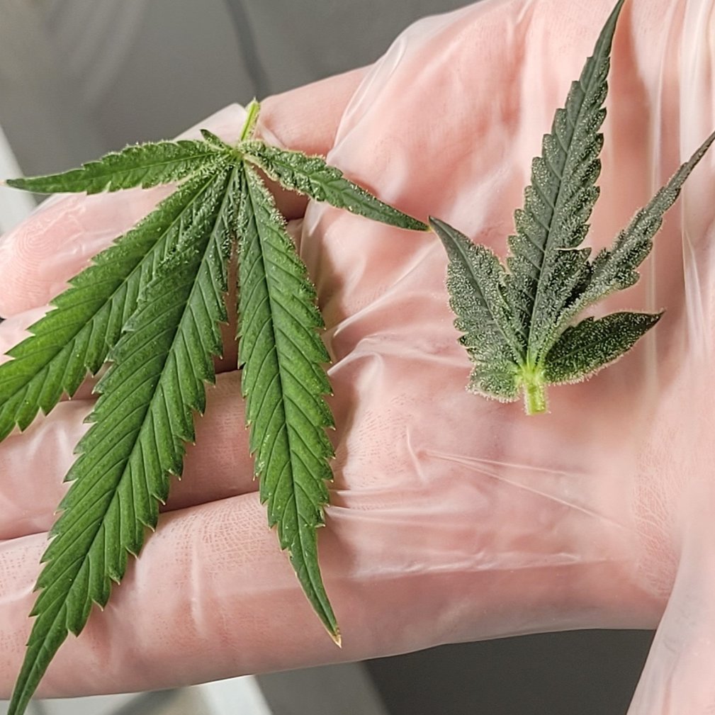 Up close &amp; personal with our plants. Big, beautiful buds!😍 #realcraftflower #Partakeinatour <a href="/PartakeCannabis/">Partake_Cannabis</a> @mountainstandardcann <a href="/goodrootscanna1/">Good Roots Cannabis</a>