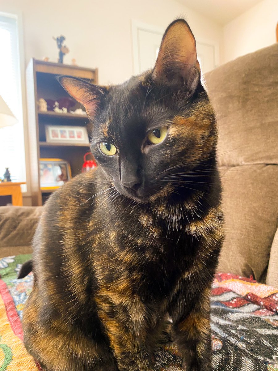 Sttarbabyy's tweet photo. Dew yews tink am cute?😽I wuv awl my Furiends😻 I wuv yews ~ Wuv, Shota❤️ 

#cat #cats #pets #cute #CatsofTwittter #catsofinstagram #wednesdaythought https://t.co/g7579tmoS1