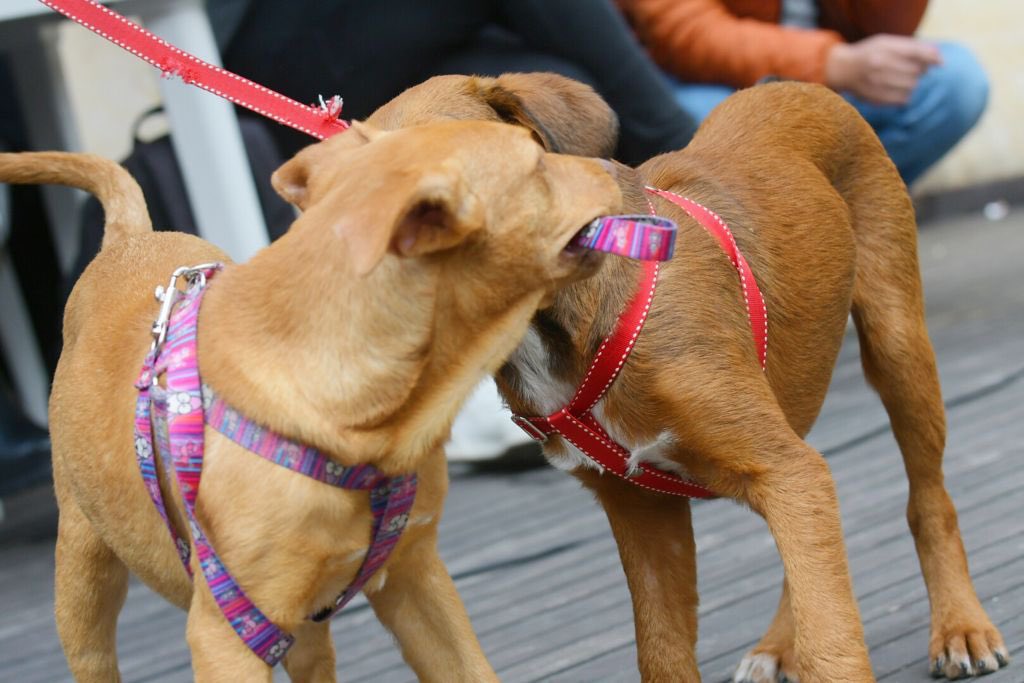 Bogota's tweet photo. El alcalde (e) @LuisErnestoGL adoptó a Valerie, una perrita de 4 meses rescatada en Ciudad Bolívar. En la jornada de hoy 18 perritos y un gatico entraron en proceso de adopción. El Palacio Liévano se llenó de amor gracias a los funcionarios y funcionarias que les dieron un hogar. https://t.co/e8ZUrbjBUE