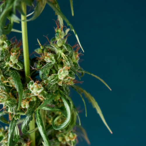CannabisIMP's tweet photo. Bill to end federal prohibition of cannabis 'represents a new beginning': Canopy Growth CEO

Read more here: https://t.co/lybPOGEYnJ https://t.co/2D7sKnGSjH