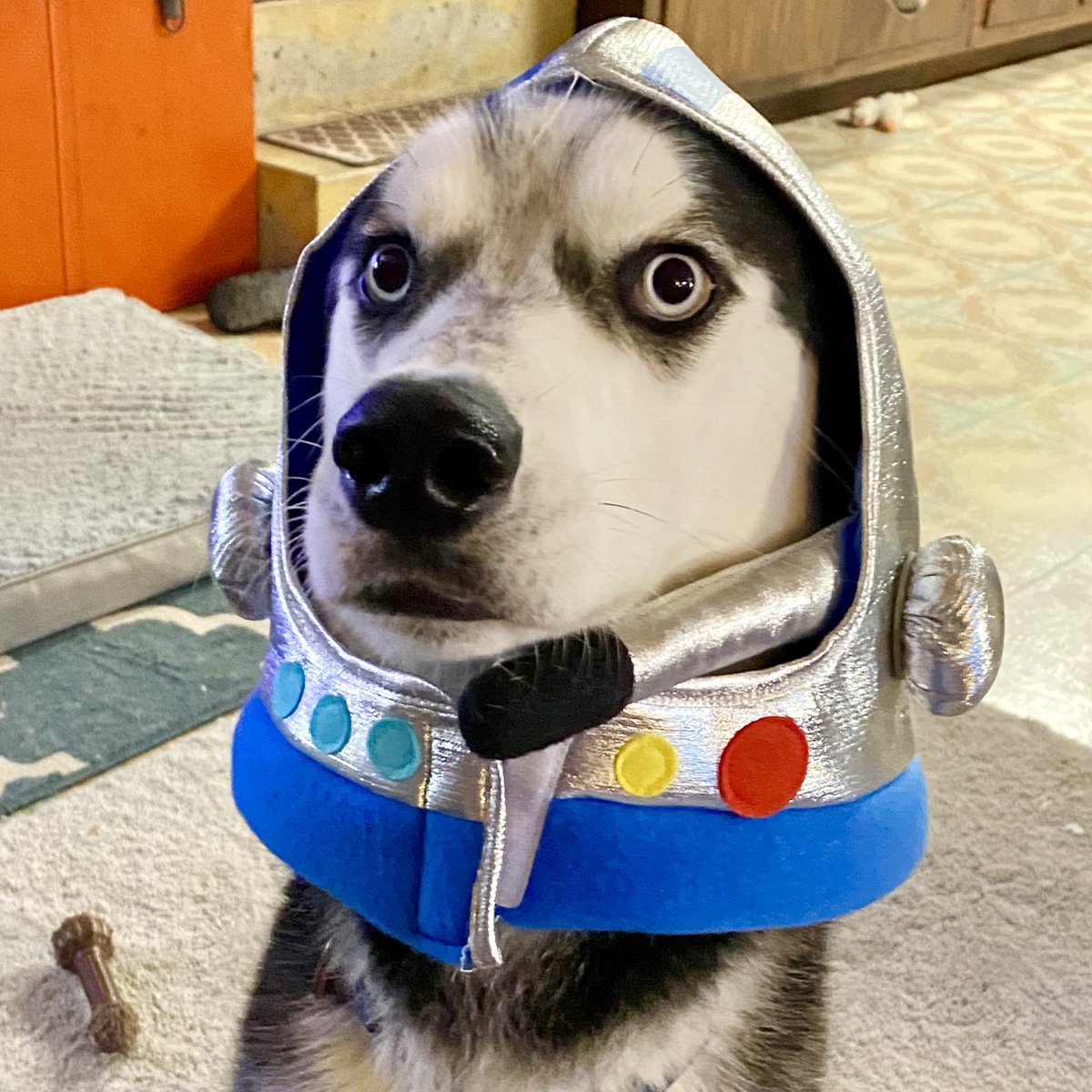 Sif is ready for blast off 🚀🚀
#dogsoftwitter #huskiesoftwitter