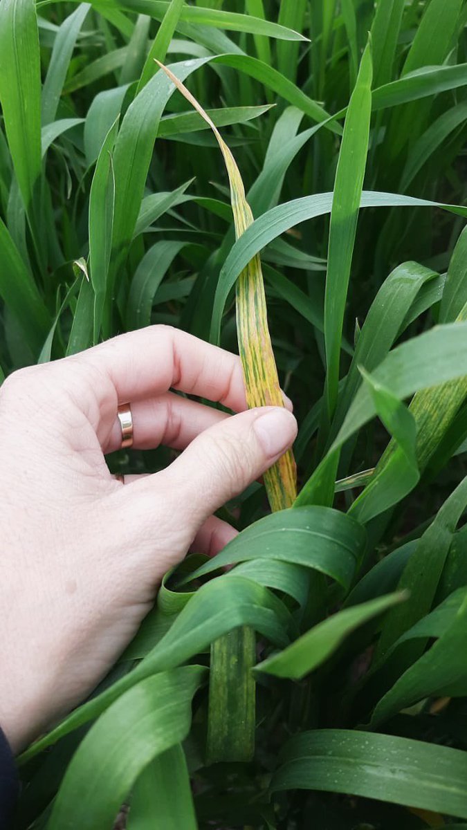 agro_proyect's tweet photo. ⚠️A prestar atención y mirar de cerca los cultivos.

1️⃣Detectamos Carbón en #cebada 📍en Pehuajó.

2️⃣Sospecha de virosis en #trigo en 📍Salazar. Enviaremos muestras a laboratorio para confirmar el diagnóstico. https://t.co/0iy28xDNAi