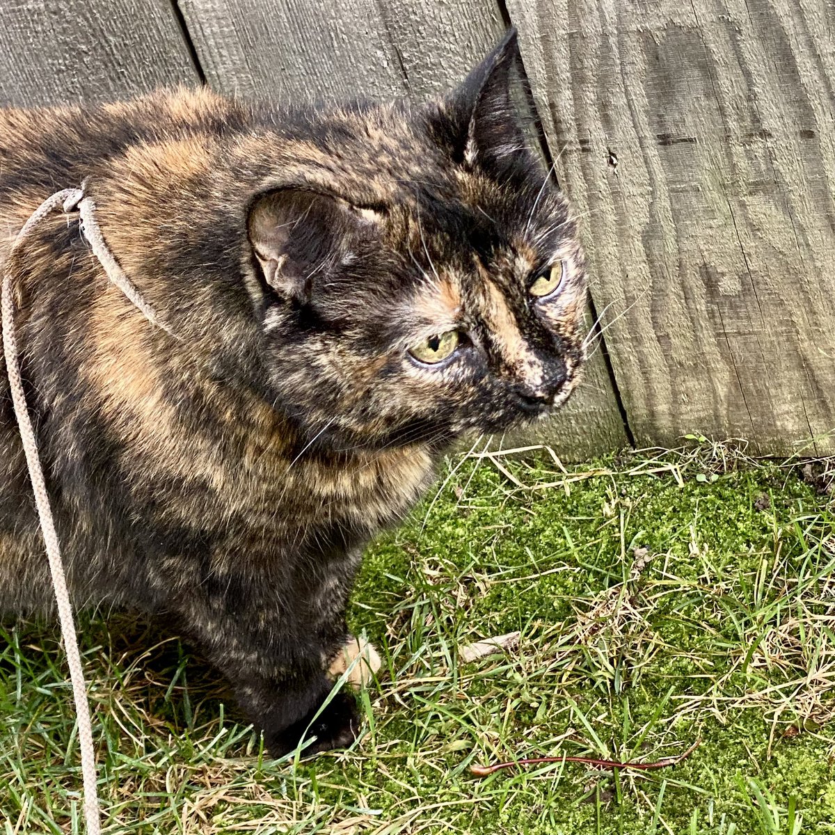 TeddyB_cat's tweet photo. Outside fun for both of us this beautiful day! 😻 https://t.co/2jQ7CRarkO