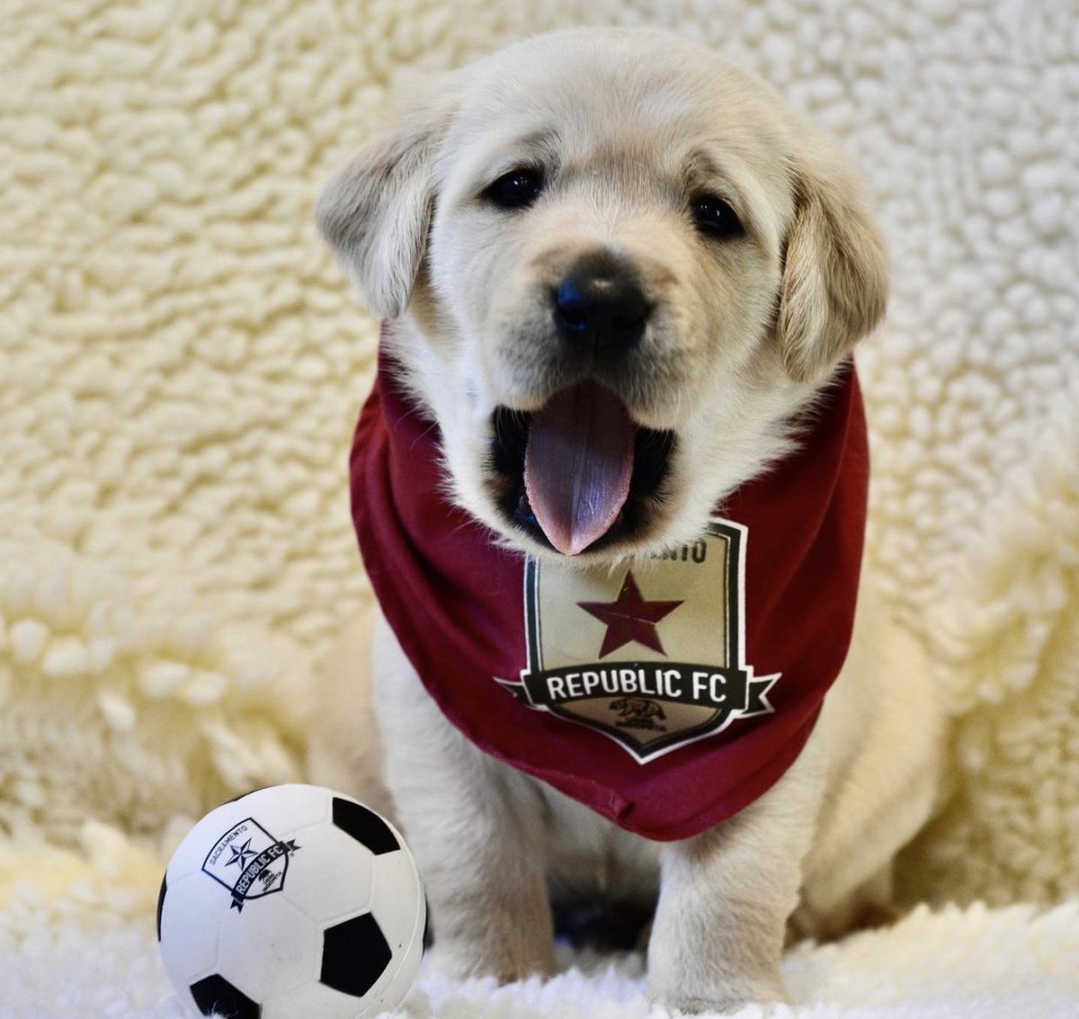 InDOMitablePup's tweet photo. Hi friends! Training update. I’m now pulling my @canineorg trainer in a manual wheelchair. I can turn lights on and off and picked up dropped items and deliver them to my trainer! Only a few more months until I hopefully meet my perfect match! https://t.co/SFnEix2cnG