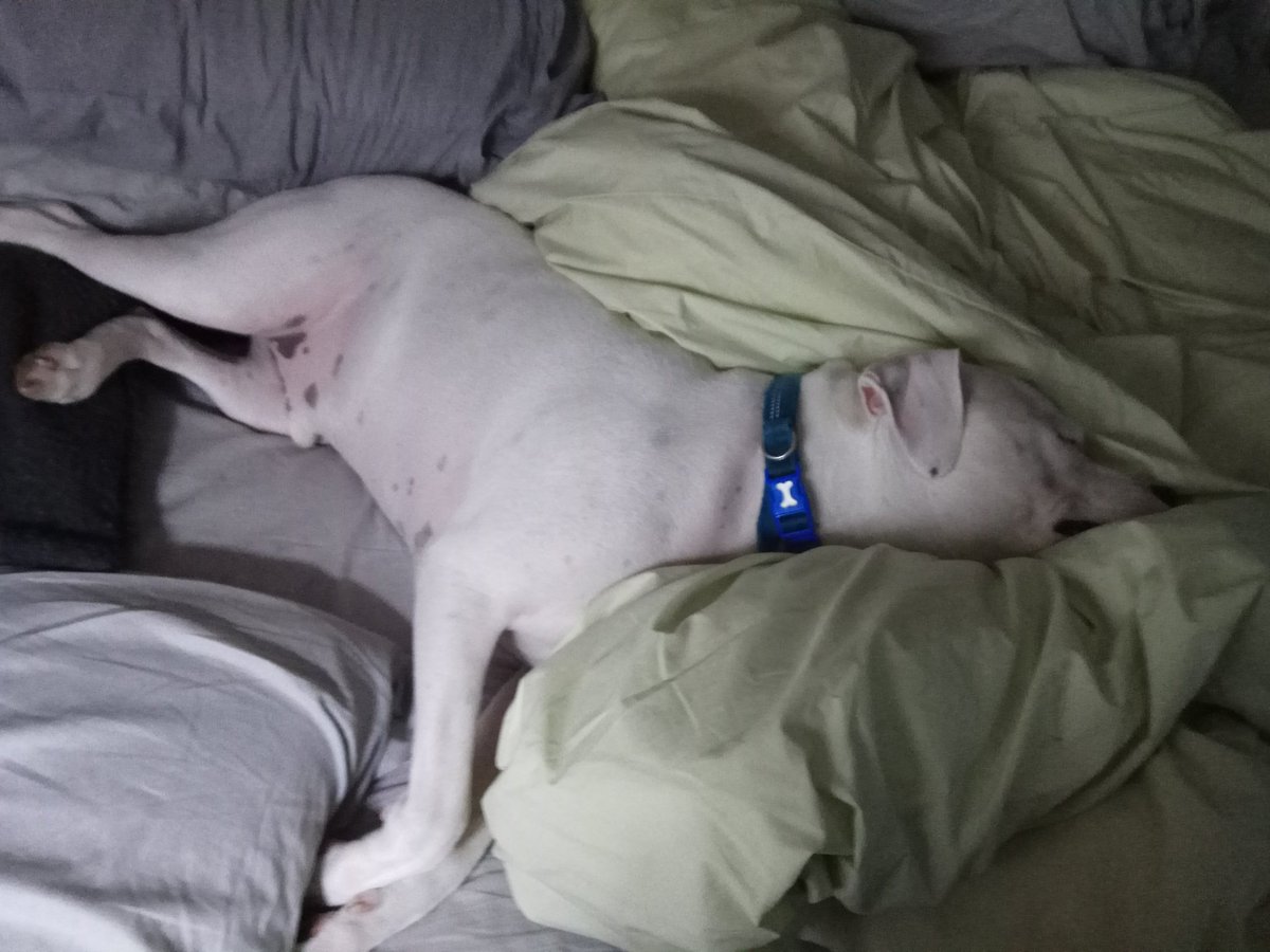 _MistakeNot_'s tweet photo. Have you ever seen a comfier person than this fellow? 

Me neither xB https://t.co/7KNaJ1xWWJ