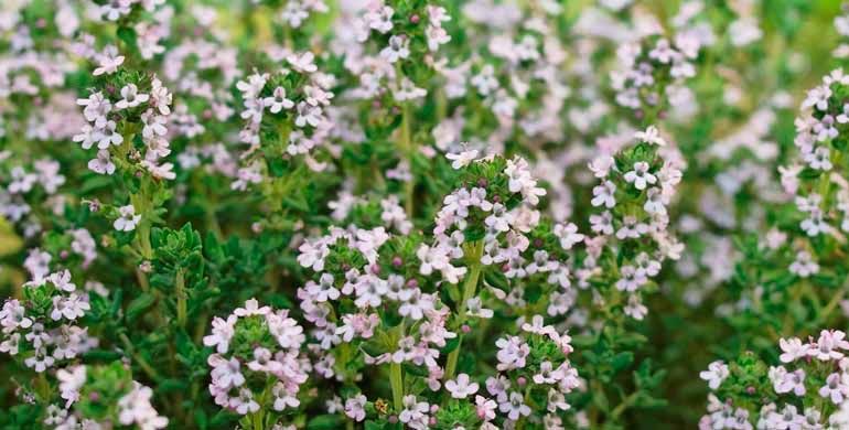 Las virtudes del Tomillo para la salud de la familia - Guía Sana buff.ly/2w5lbtG