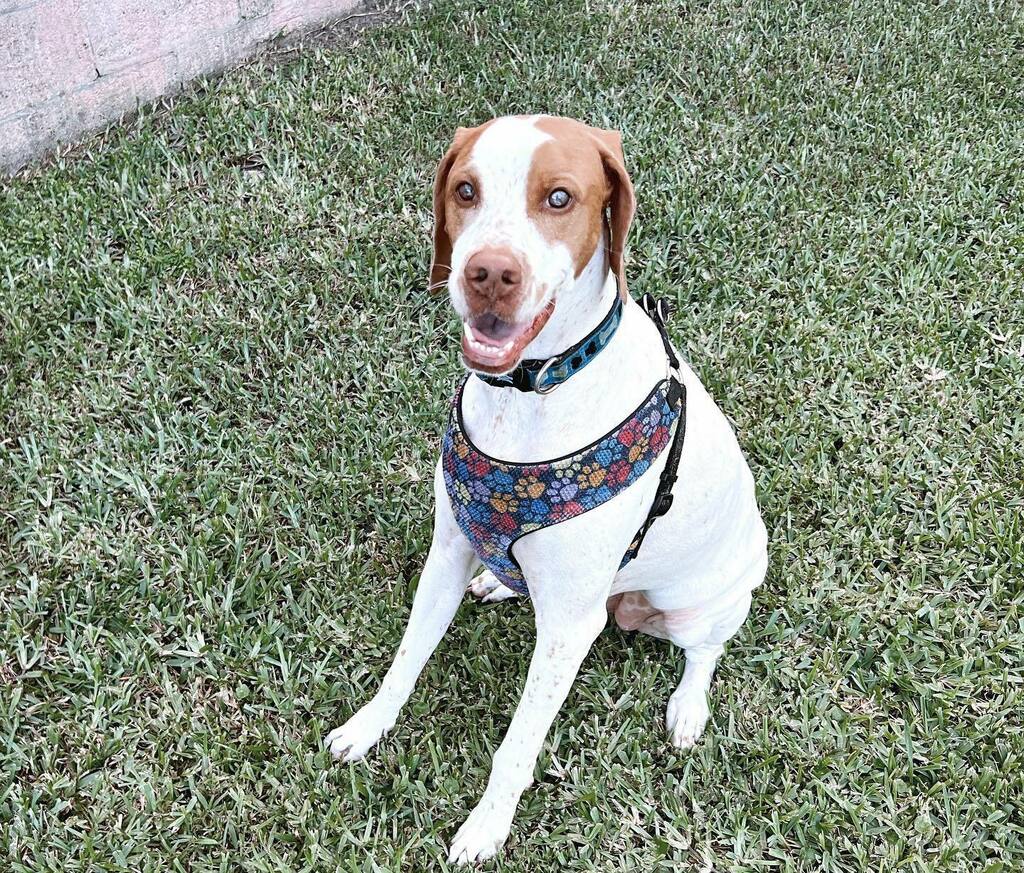 DogSittingMiami's tweet photo. This girl is soooo sweet πΎ
#Pointer #DaycareDogs
#DogsAreCool #DogsofTwitter #DogsofInstagram #Dogs #doggo #AdoptDontShop #dog #dogBoarding #dogDaycare #dogstagram #dogsitter #dogWalker #RescueDogs #ShotOniPhone https://t.co/o3Bs2pkqbY https://t.co/vfwpV6LLkg