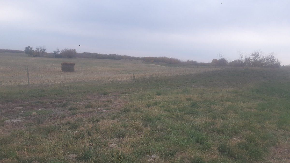 The cows call this pea straw bale <a href="/JustinTrudeau/">Justin Trudeau</a>. They have no idea how it got there, and they wish it was something better.