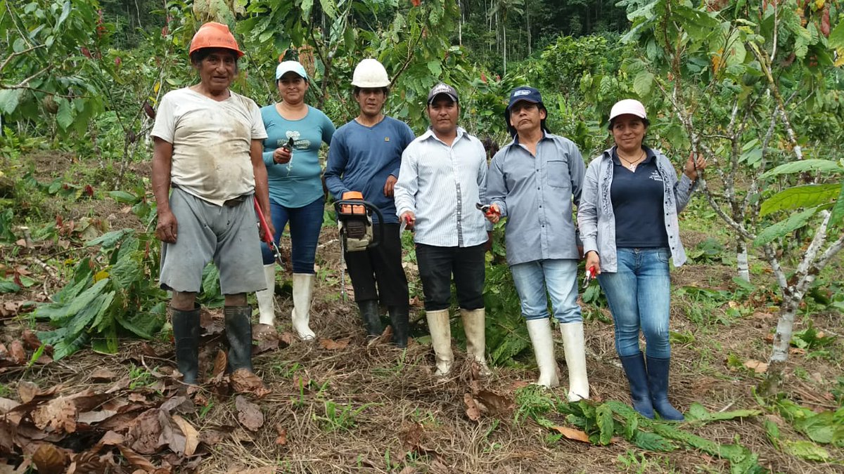 Pato_Benalcazar's tweet photo. #CentineladelCondor | Equipo técnico del Proyecto #CaféYCacao, de la Subsecretaría de #AgriculturaFamiliarCampesina y del Proyecto #ATPA en coordinación con productores de #APEOSAE, realizan una minga en poda de formación, producción y rehabilitación de 1.5 hectáreas de cacao. https://t.co/5J0p2iebYH