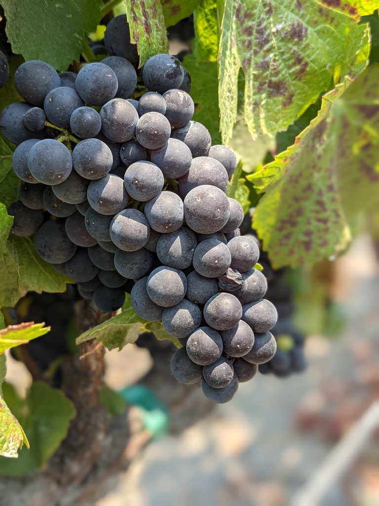 drinkammunition's tweet photo. I see your future and it's looking very bright. 🍇🍷 #ammunitionwine #ammunitionwhiskey #drinkammunition 

https://t.co/qkn1rxlZfs https://t.co/iQRhUCOiS3