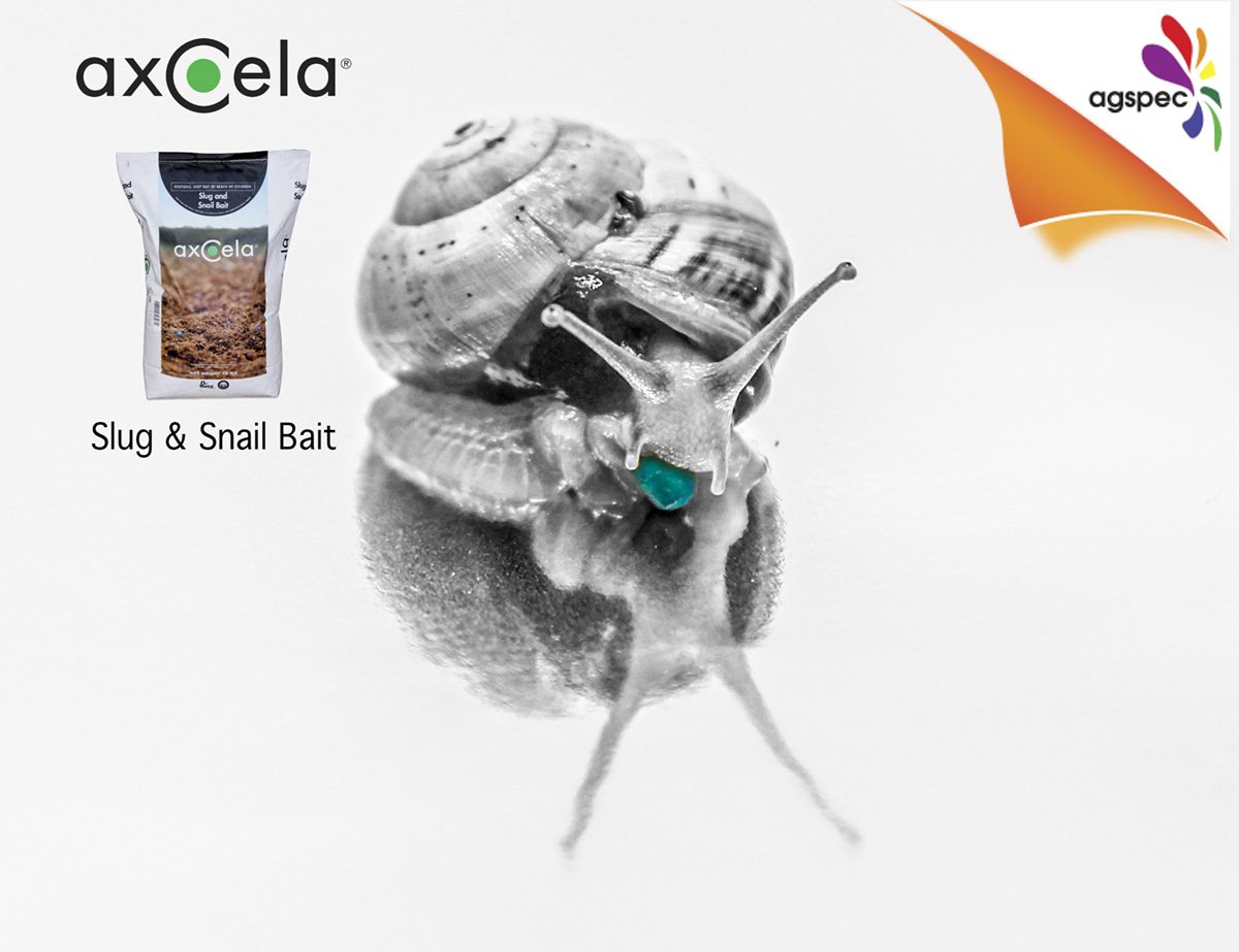 Axcela is an innovative All-Weather #snail #slug bait recently launched in Australia. It's a very durable, palatable and, DUST FREE pellet. For any queries please call me 0488941304.
