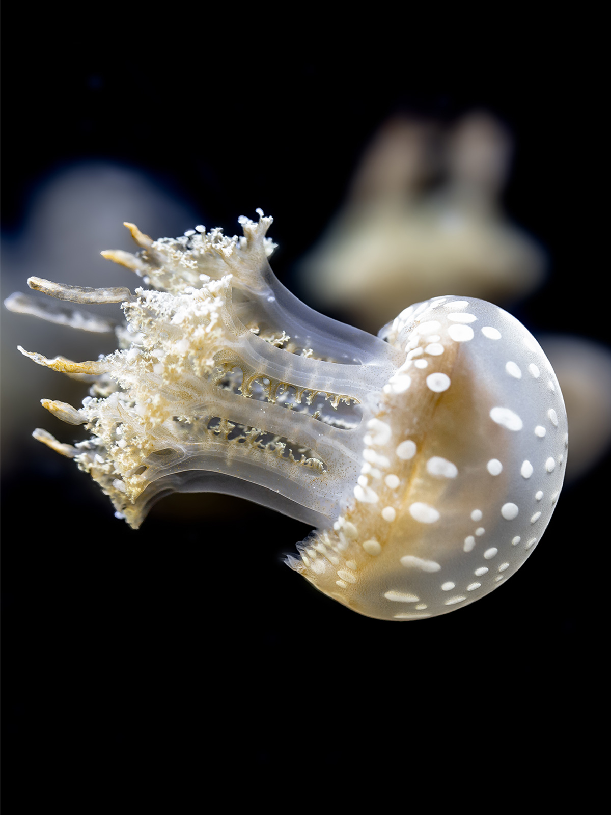 National Aquarium on Twitter "Like corals, these spotted lagoon