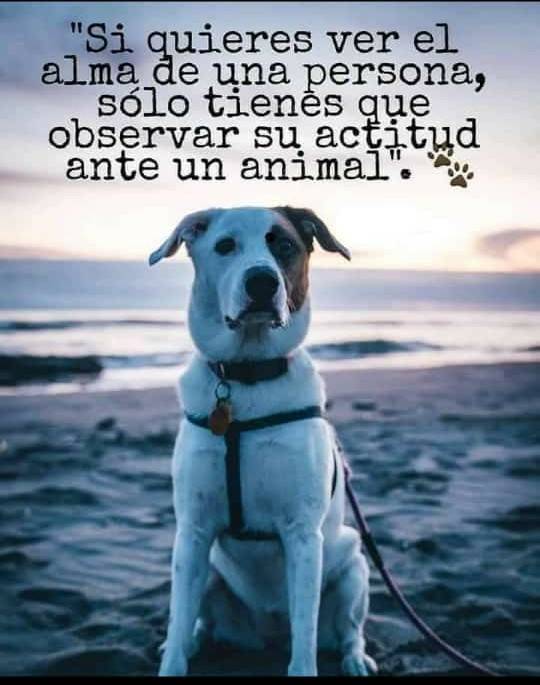 PerroUsuario Wof '•' tweet media