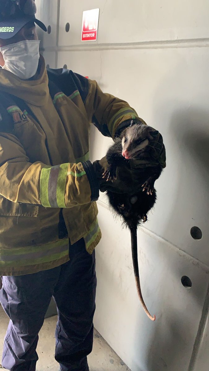 PCSnAndresCH's tweet photo. Esta tarde, nuestro personal de bomberos capturó un tlacuache en Lomas de Angelópolis, mismo que fue liberado en una zona segura para la preservación de la especie. #ValoresQueSalvanVidas #ValoresQueHacenGobierno https://t.co/oymEoxo8Iy