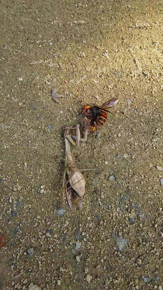 @roomcoris 相討ちでした。 