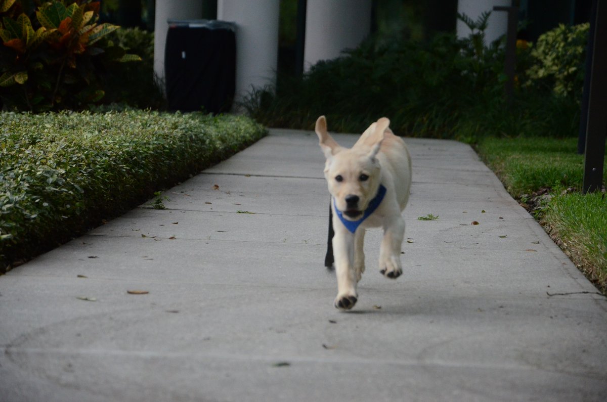 We are very excited to introduce the newest member of the Raymond James family: RJ! For the second year in a row, the firm is sponsoring our very own @SEGuideDogs puppy. Follow RJ's journey on our Instagram account as he plays, grows and learns. #RJCares #SEGuideDogs