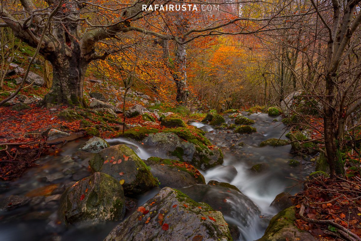 Se acerca el momento de disfrutar del bosque vestido con sus mejores galas. Temporada de otoño, mi preferida. Canon 5D Mark IV + 16-35mm f/2.8L III #FotoDePaisaje