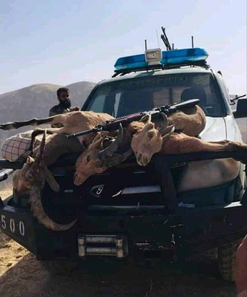 MarianoGiustino's tweet photo. I #talebani dopo aver puntato i loro fucili su persone malcapitate, è la volta della fauna selvatica
#HomoNeanderthalensis
#Afghanistan

@RadioRadicale #Turchia https://t.co/7rV9pt6Fua