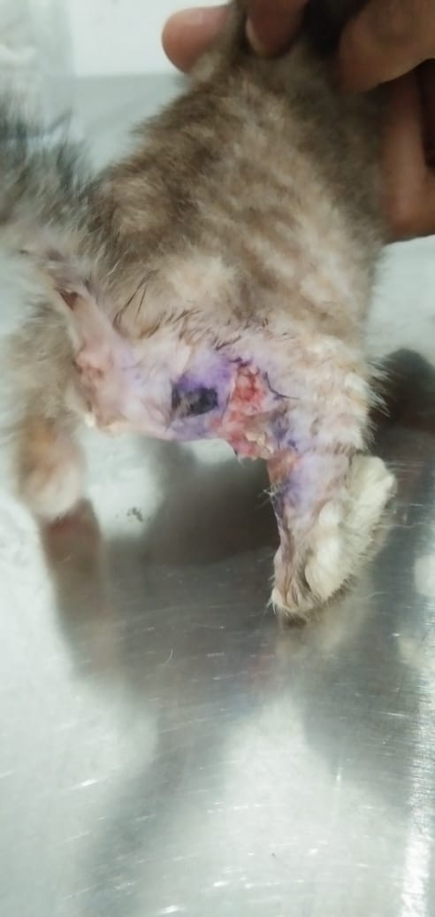 This little kitty is Athena We rescued her from the road Sheu0027s 