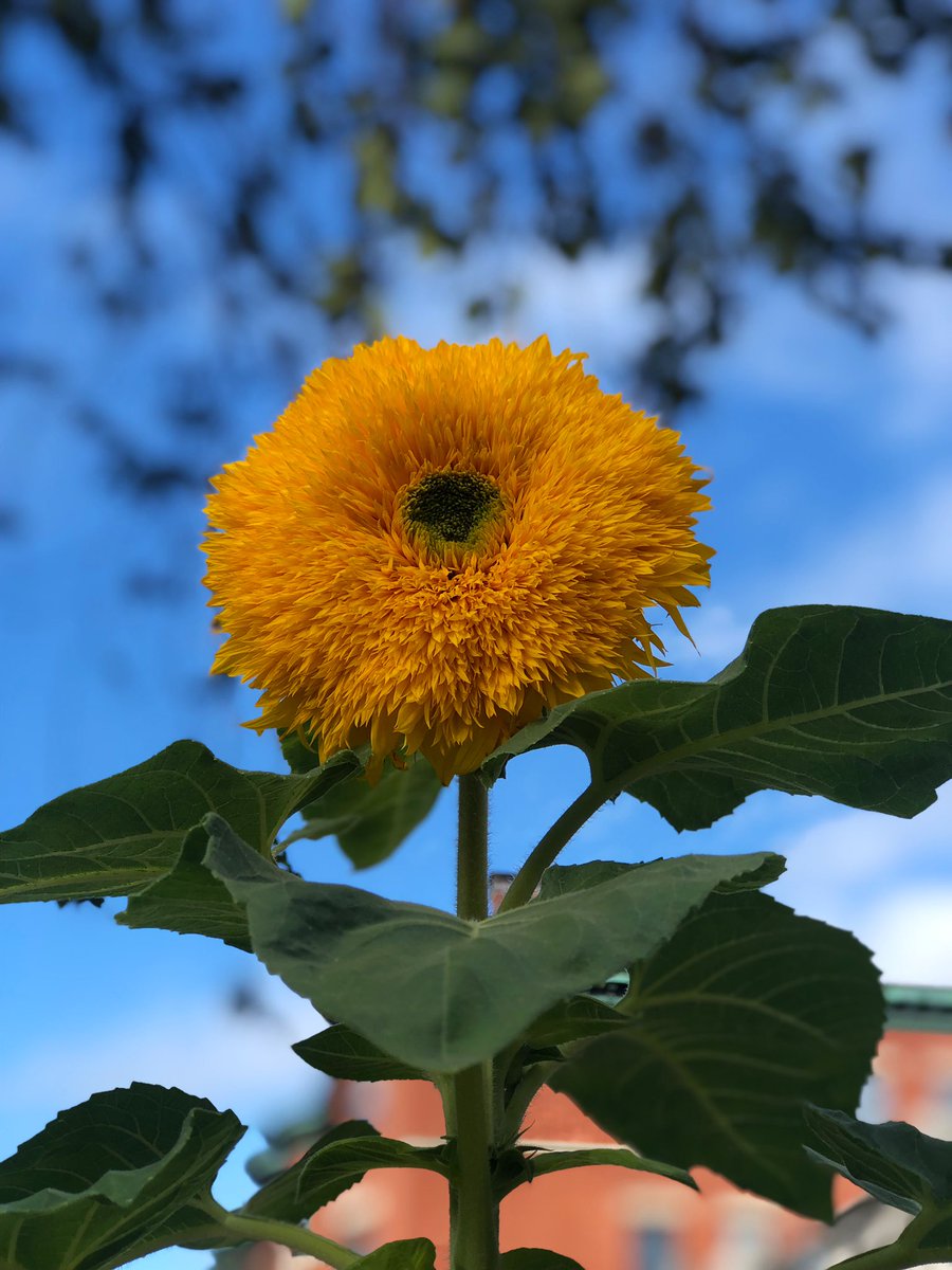 Emjay1028's tweet photo. It’s sunflower season! 🌻😍 #September #ViewFromMorningRun #Boston #NewEngland https://t.co/9aCTwPBROV
