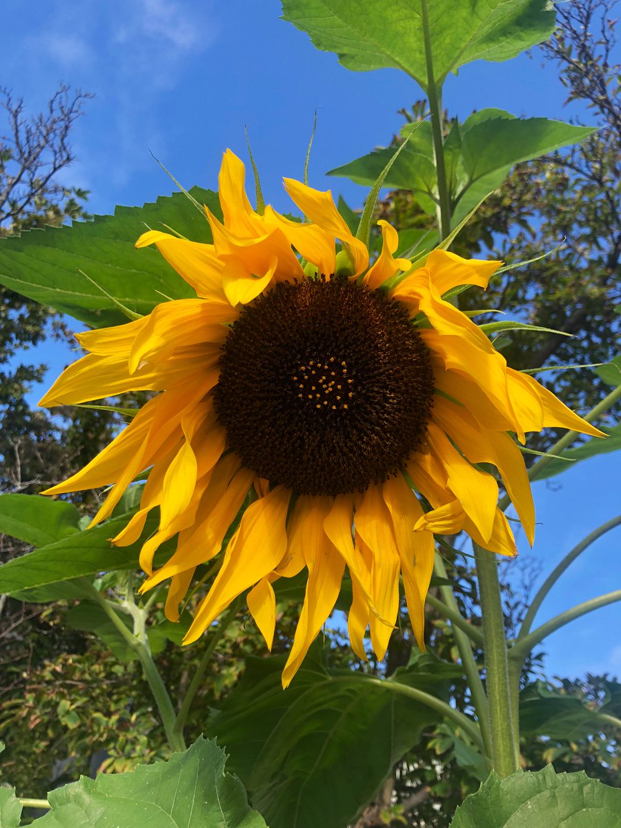 Emjay1028's tweet photo. It’s sunflower season! 🌻😍 #September #ViewFromMorningRun #Boston #NewEngland https://t.co/9aCTwPBROV