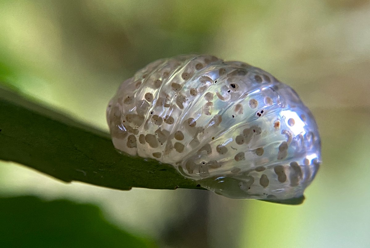 Caddisfly eggs.