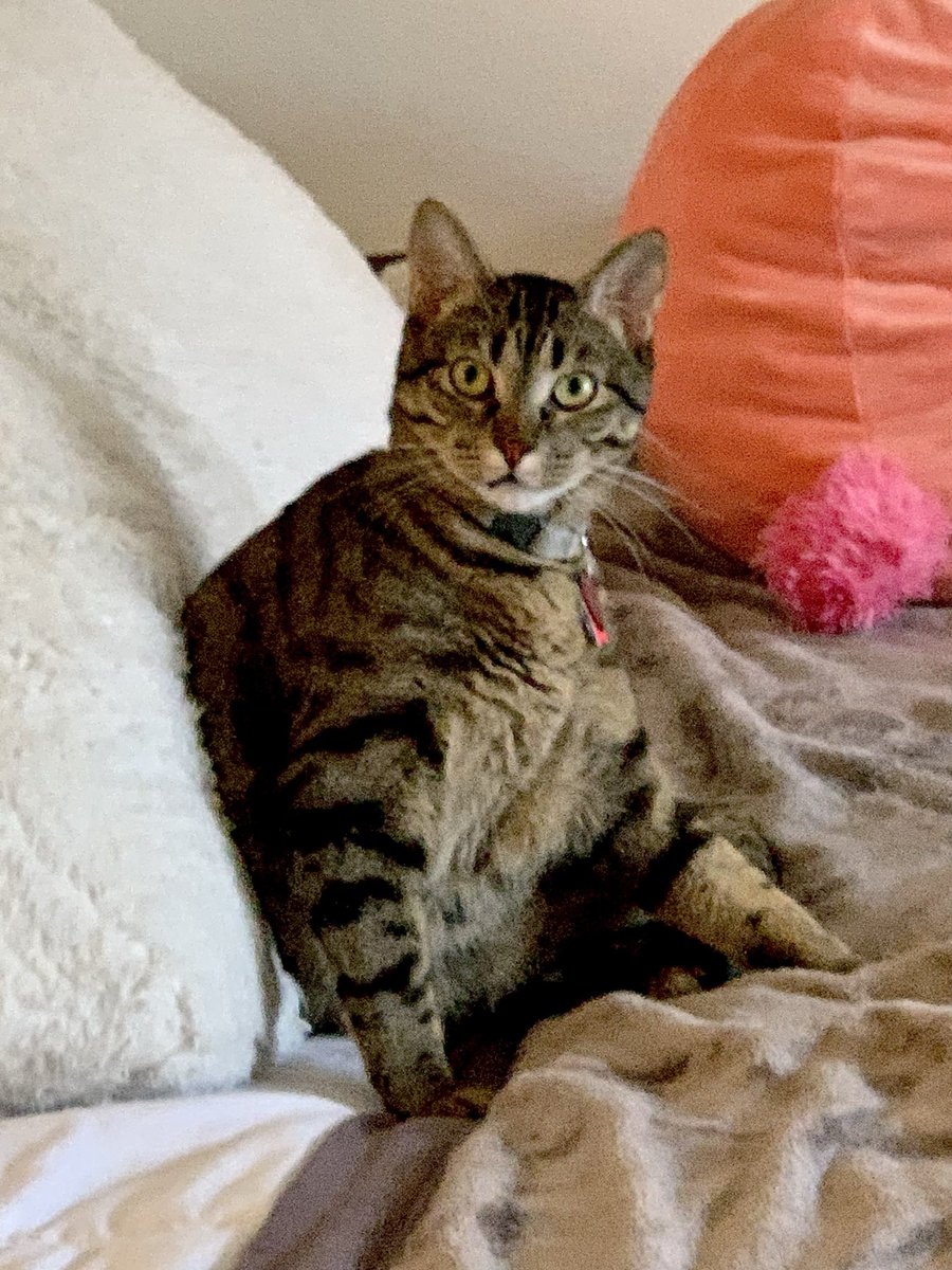 AnciraBecky's tweet photo. @schuyler_thorpe @TheHardyBoyCats I LOVE big cats. We have 2, but only 1 is getting a belly. I think yours deserves his own Instagram! 🐱🐱♥️🐱🐱
#moretolove #chunkykitty
#catography
#motomoto https://t.co/YBb4v4iBgU