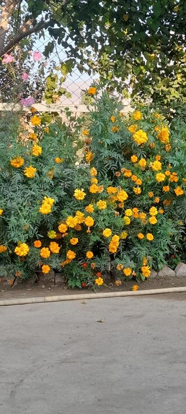 DHunarkhan's tweet photo. [سُوۡرَةُ المُلك : 15]
ژباړه...
هغه ذات چي ستاسي لپاره یې ځمکه پسته هواره او تابع کړېده، د هغې پر سينه باندي ګرځئ او د خداى روزي خورئ، د هماغه  حضور ته ستاسي په دوهم ځل ژوندي كېدو سره ورتګ دى. https://t.co/fwIObUjsge