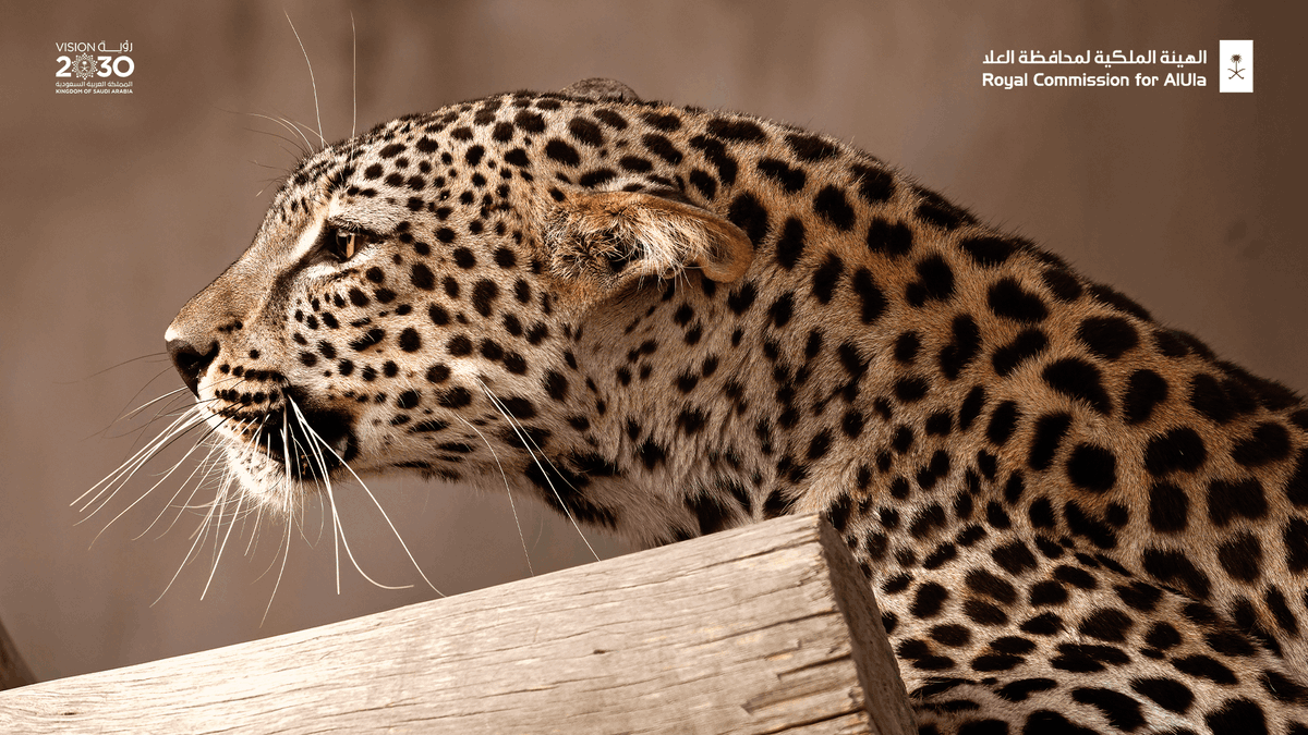 RCU_SA's tweet photo. With the long-term goal of releasing #ArabianLeopards to a natural habitat in #AlUla, our current focus is on safeguarding, nurturing and growing the numbers of these precious #BigCats. Learn about the Arabian Leopard Programme: https://t.co/CWCoBgc19z
#MeetOurCub
#Leopard https://t.co/EZA0yHOGK2