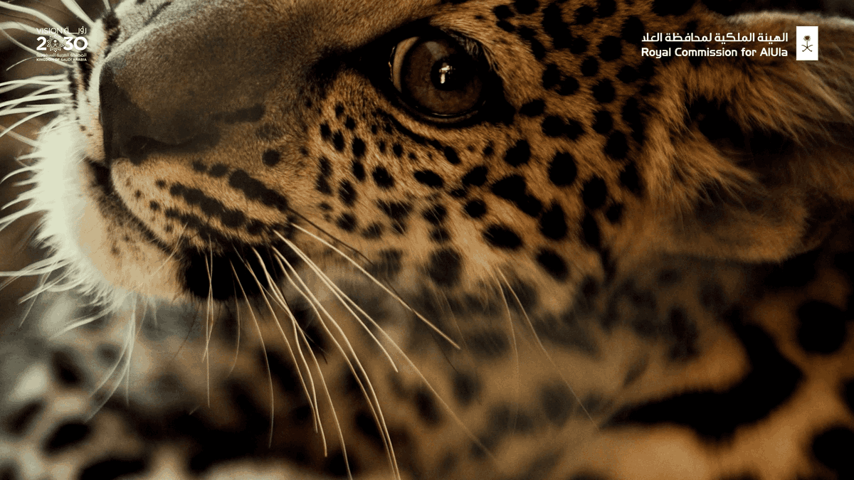 RCU_SA's tweet photo. With the long-term goal of releasing #ArabianLeopards to a natural habitat in #AlUla, our current focus is on safeguarding, nurturing and growing the numbers of these precious #BigCats. Learn about the Arabian Leopard Programme: https://t.co/CWCoBgc19z
#MeetOurCub
#Leopard https://t.co/EZA0yHOGK2