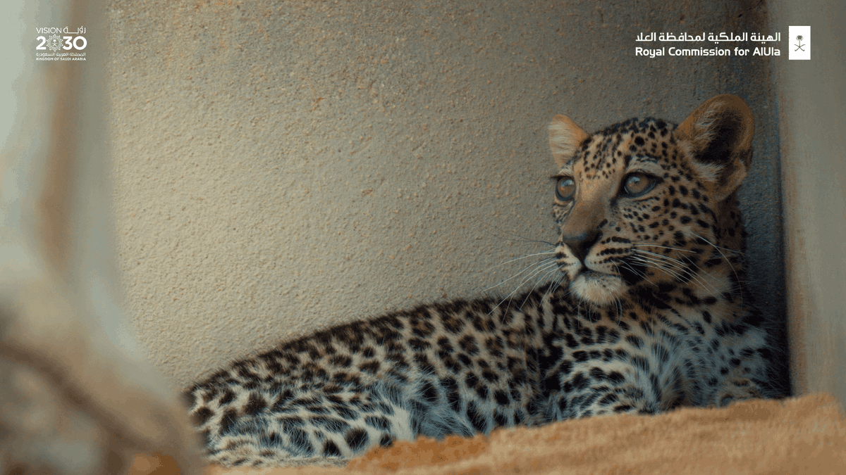 RCU_SA's tweet photo. With the long-term goal of releasing #ArabianLeopards to a natural habitat in #AlUla, our current focus is on safeguarding, nurturing and growing the numbers of these precious #BigCats. Learn about the Arabian Leopard Programme: https://t.co/CWCoBgc19z
#MeetOurCub
#Leopard https://t.co/EZA0yHOGK2