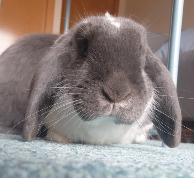 RabbitoftheDay's tweet photo. 📅 30th September 2021
🐰 Dua
🏷️@Saragon89
💕#animaloftheday https://t.co/m3yEthPOTg