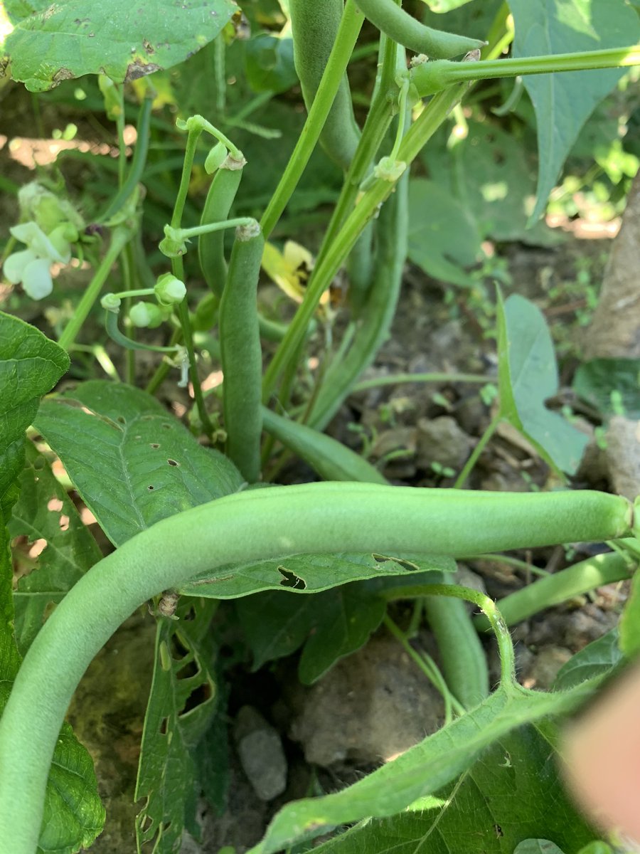 shyratedesco71's tweet photo. Picked fresh today for the Lawrenceburg campus Ivy Tech Food for Thought Pantry: green beans, sweet potatoes, tomatoes and kale.  Check it out! https://t.co/R9Z5xRrFuo
