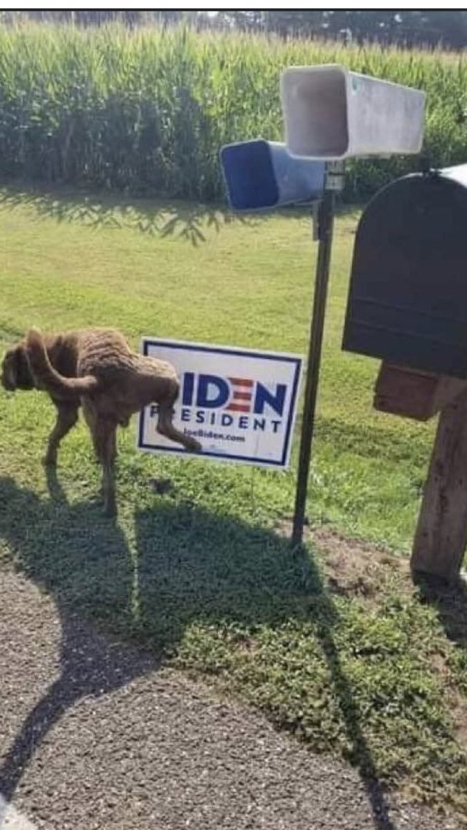 The latest canine poll is out.