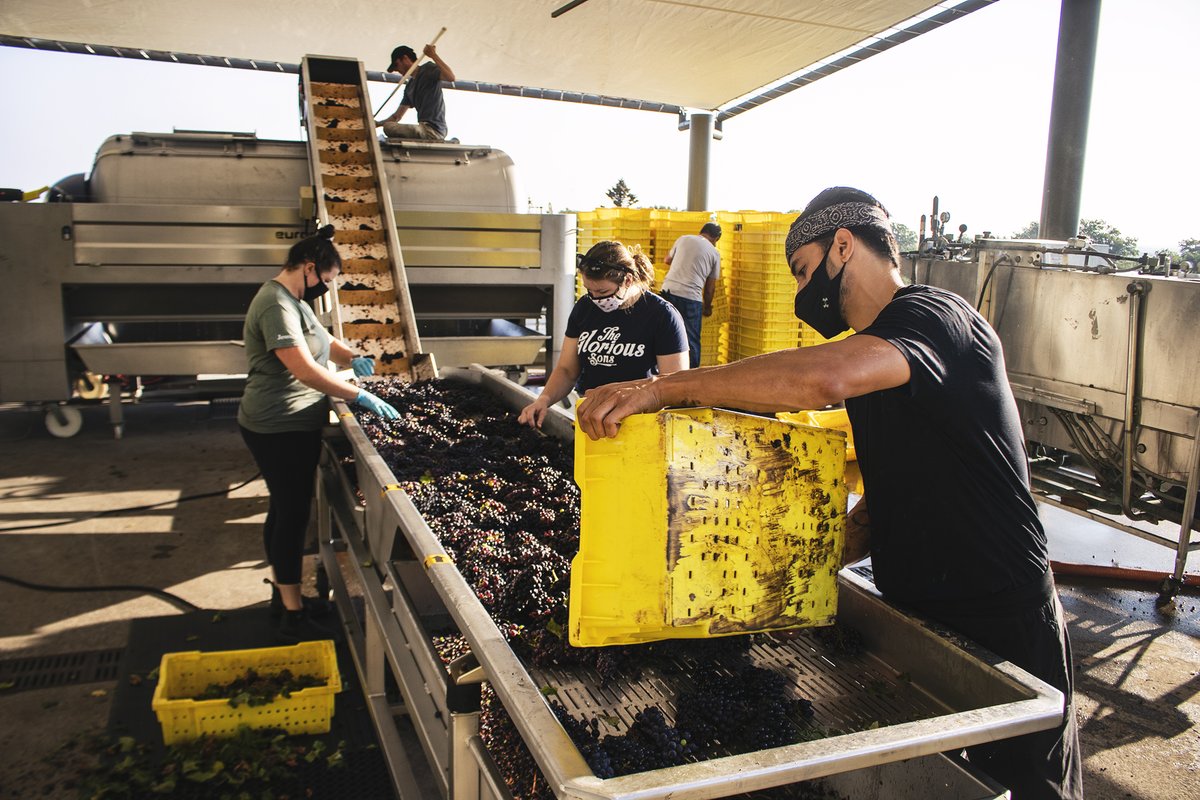 Tawse_Winery's tweet image. Word on the Crush Pad is Cabernet Franc is looking pretty good for 2021. What are you looking forward to trying from this vintage?