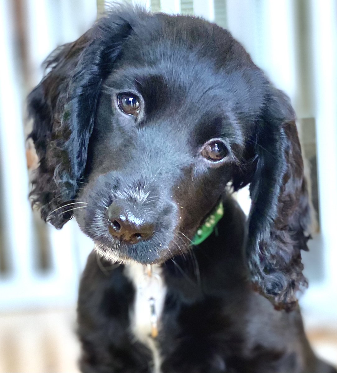 Greg Shannon tweet media