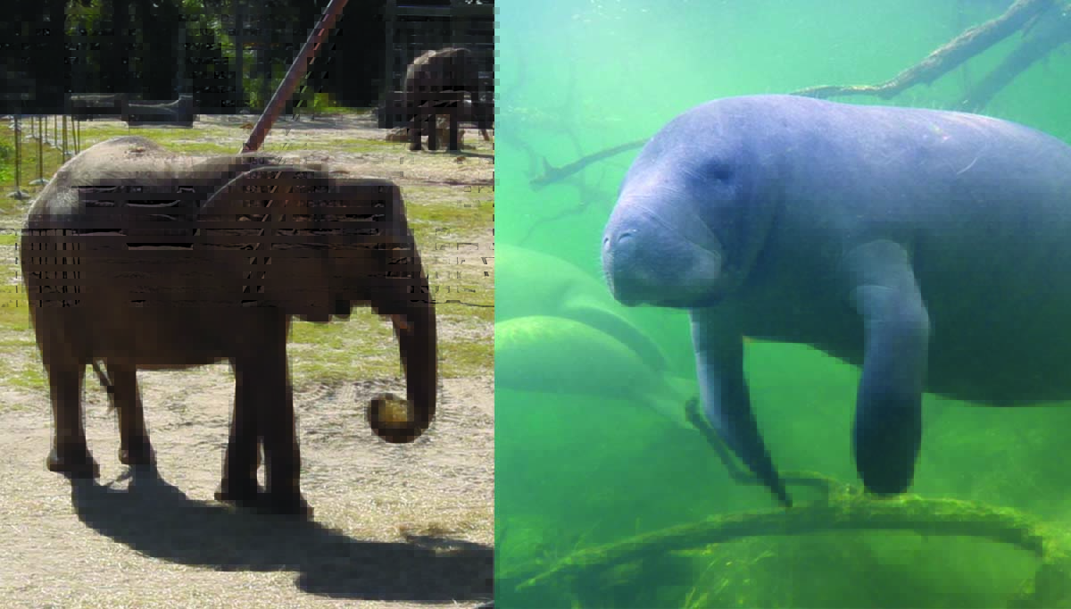 savethemanatee's tweet photo. It's a Fact!
Manatees' closest living land relative is the elephant! Both have rough, grey skin; small eyes, nails on their feet/flippers, a prehensile snout/trunk and sparse hair that covers their entire body.
Find more facts at https://t.co/8DspBpm8jq #Manateefact https://t.co/a5lsSNq9DH