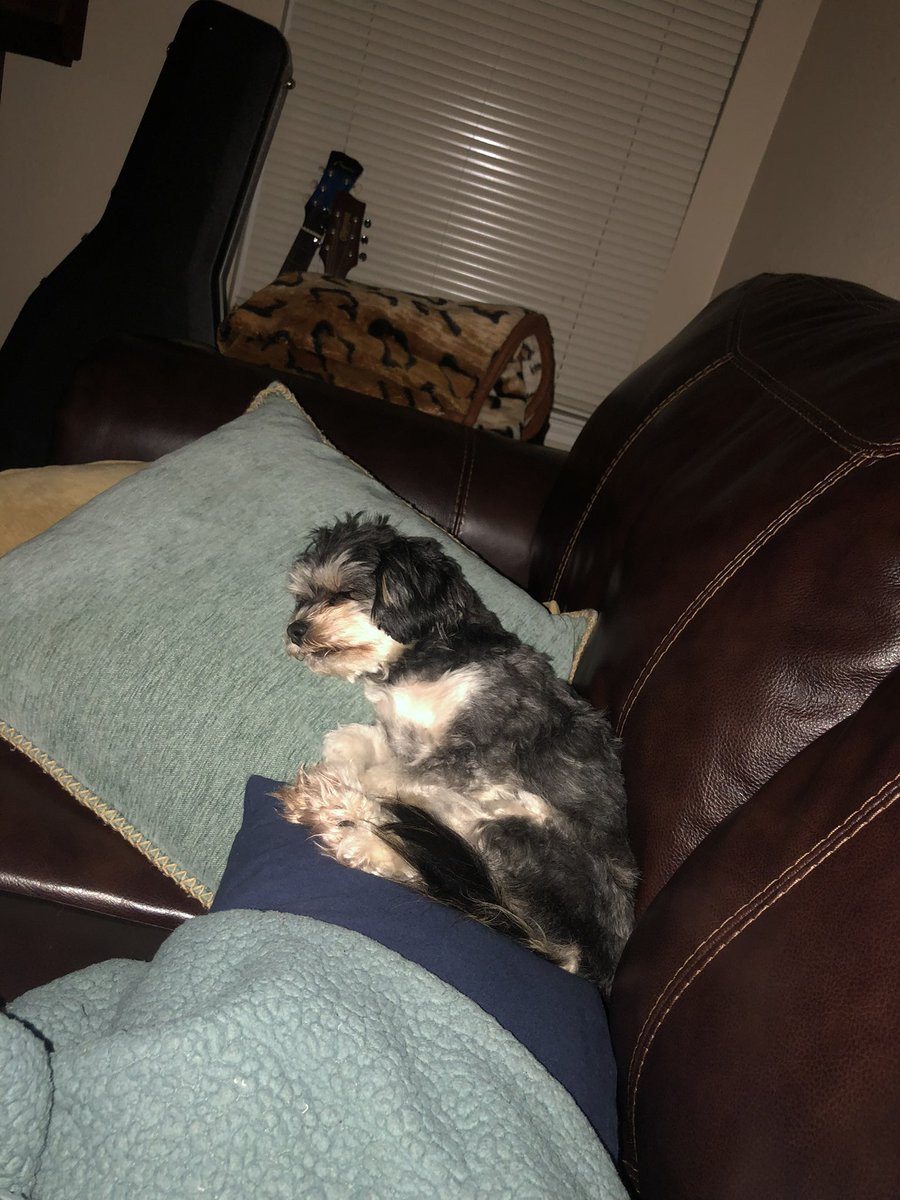 brayndee22's tweet photo. Whiskey catching Z’s #bob21 #vehs @VictoriaISD https://t.co/eerKTj334p