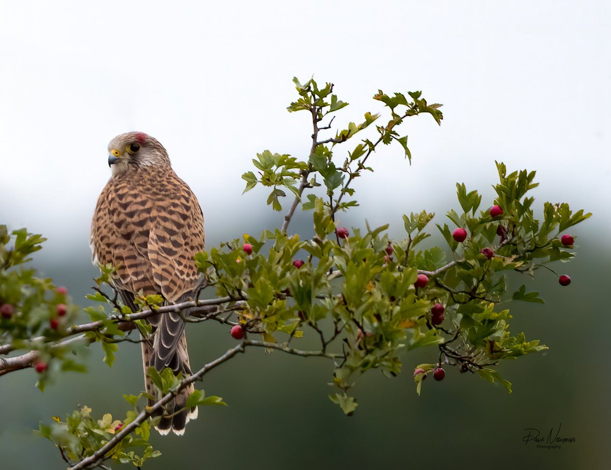 DaveSpherical's tweet photo. Over my #garden #fence notice the blood stain on his head? just had a kill, now resting up. 
#male #kestrel #TwitterNatureCommunity #berrytree #trees #hunter https://t.co/mxsEHfpyUz