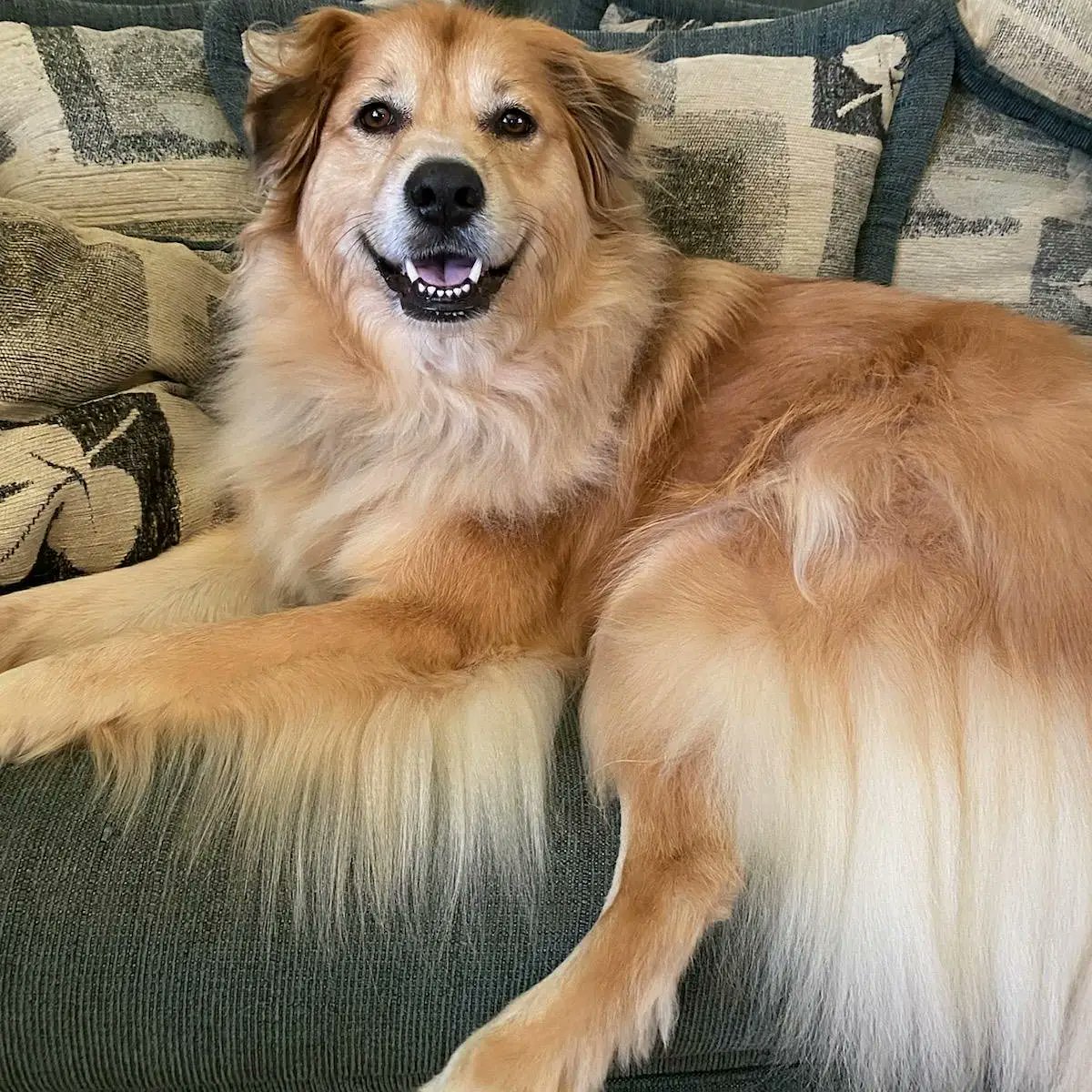 Robotic Warriors tweet media