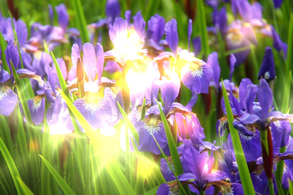 DeeonaFuson's tweet photo. PRINCIPLES OF MIRACLES 29
Miracles praise God through you. They praise Him by honoring His creations, affirming their perfection. They heal because they deny body-identification and affirm spirit-identification.
A Course In Miracles #acim #miraclesofcourse #miracles https://t.co/AaoY5QJWq1